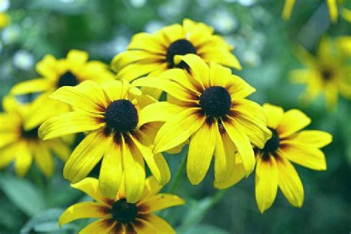 Belly Dance slot