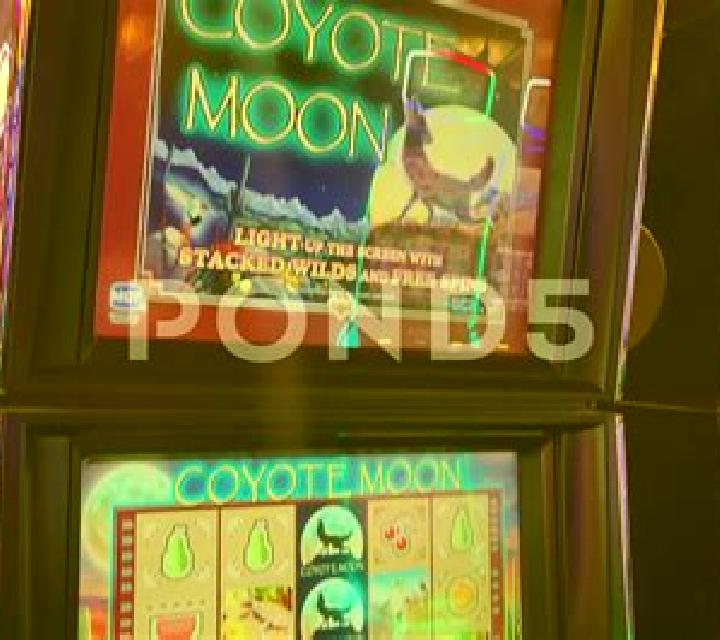 Crocodino slot