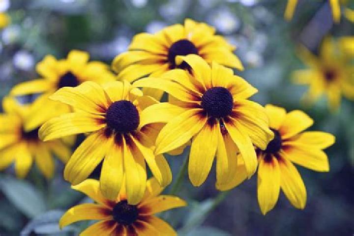 Hot Bingo (RCT Gaming) slot machine