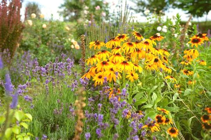 Hungry Shark (Wazdan) slot game