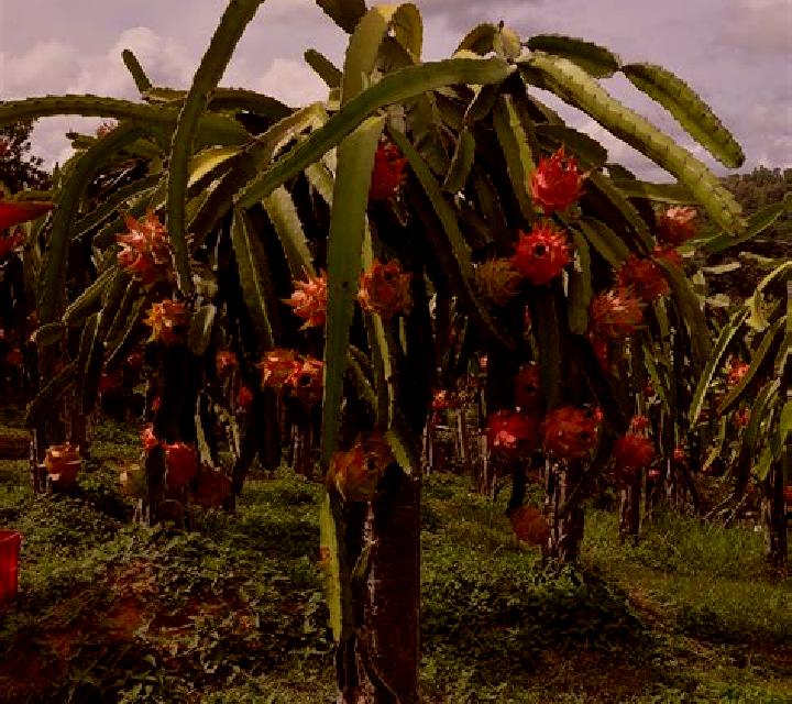 Joker & The Thief 2 slot