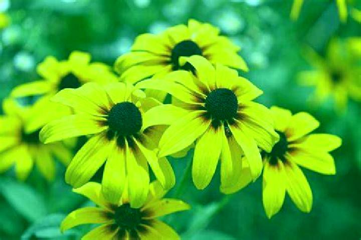 Lotto Gold slot machine