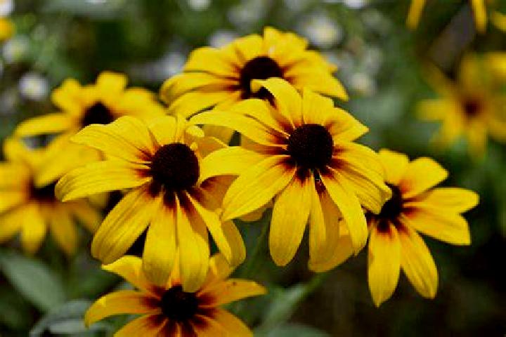 Lucky Inn slot