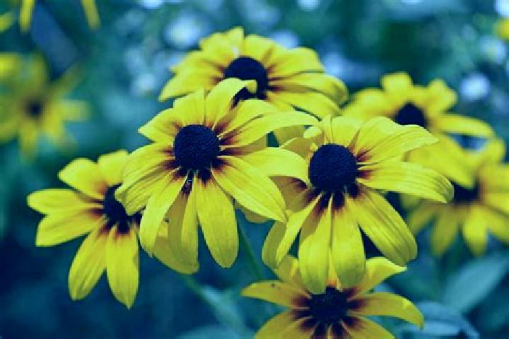 Meow Money Mania slot game