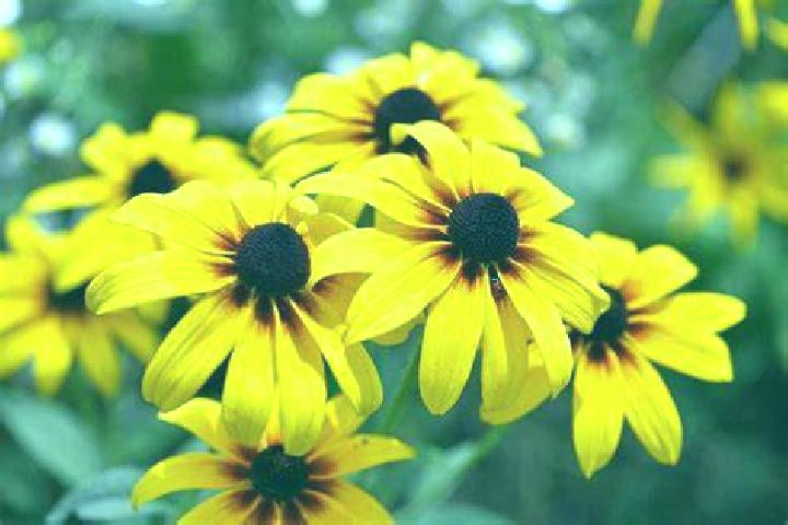 Minotaurus slot
