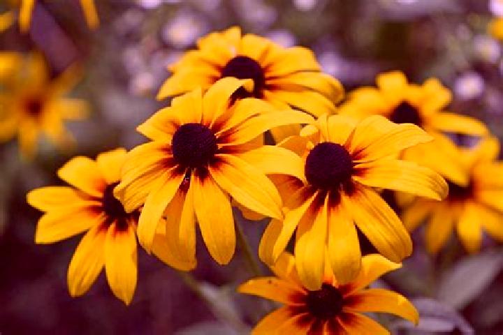 Treasure Gate online slot